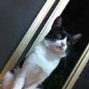 afukichi