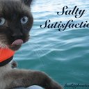 saltycat