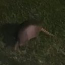 higharmadillo